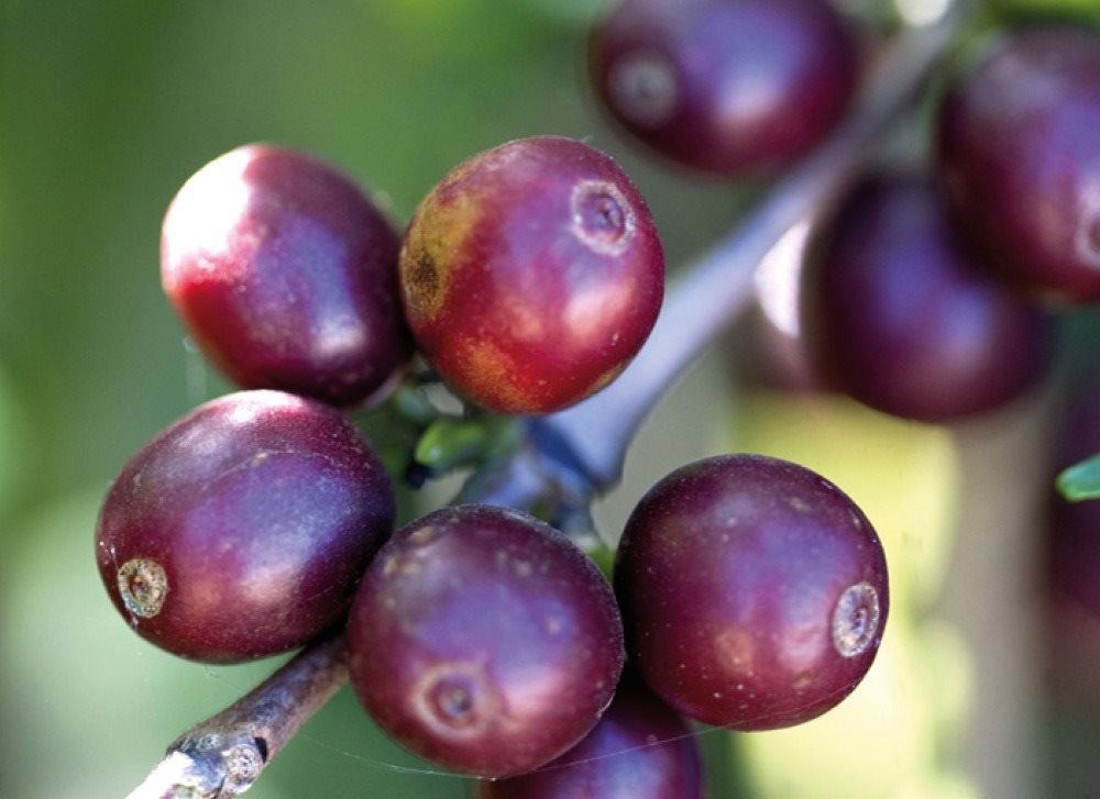 Káva Alzacafé Fancy, 250g