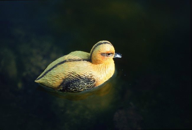Zahradní dekorace Pontec Pond Figure Duck