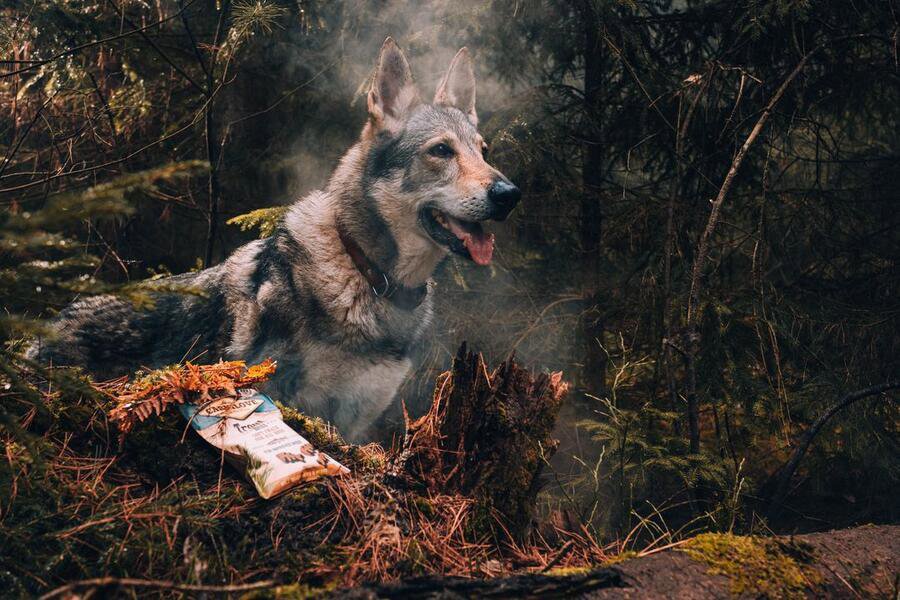 Carnilove dog semi moist snack duck enriched with rosemary