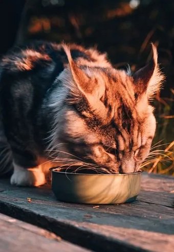 Granule pro kočky Carnilove Granule s jehněčím a divočákem pro kastrované kočky 6 kg