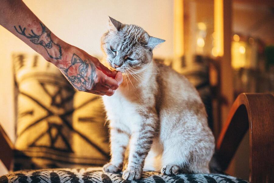 Pamlsky pro kočky Carnilove cat semi moist snack sardine enriched with parsley