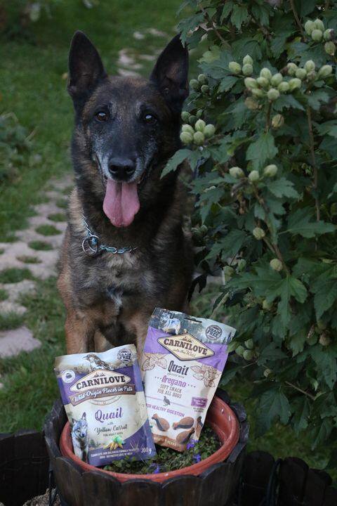 Kapsička pro psy Carnilove Dog Pouch Paté Quail with Yellow Carrot 300 g