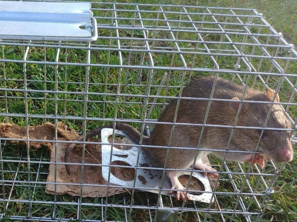 Odchytová past na na kočky, kuny, potkany, krysy, lasičky a tchoře Klec vám pomůže chytit škodnou Pozinkovaný sklopec s jedním vstupem Zavírací systém most