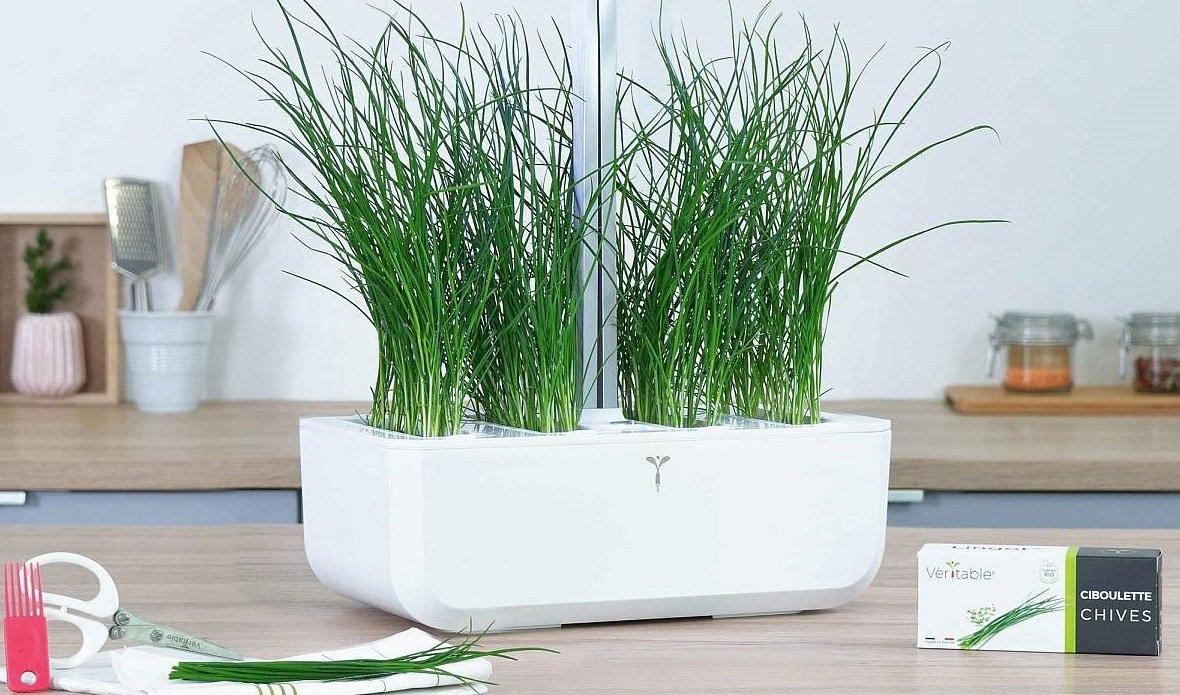 Sazenice Véritable Lingot