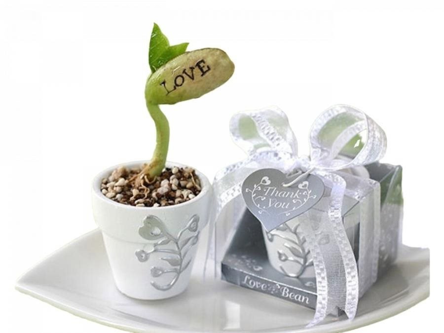 Velko LOVE bean seeds in a cup
