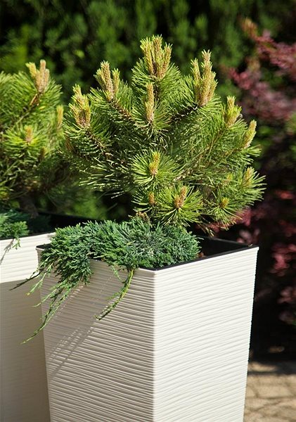 Virágcserép LAMELA FINEZIA DLUTO magas virágcserép 30×30 cm, 57 cm magas, krémszín ...