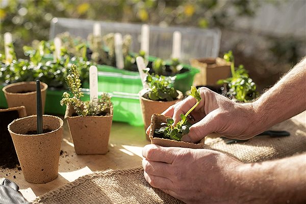 MEISTER 24 plant pots for propagation, 6cm diameter.
