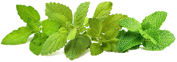 Click and Grow Mix Soothing Tea Seedlings .