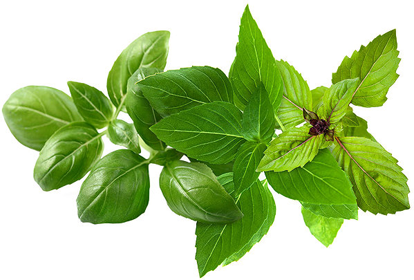 Click and Grow Mix Basil Seedlings .