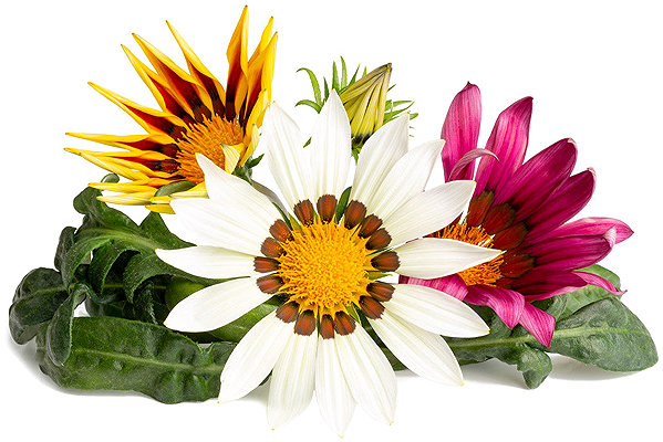 Click and Grow Gazania seedlings.