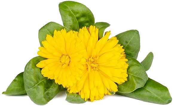 Click and Grow marigold seedlings.