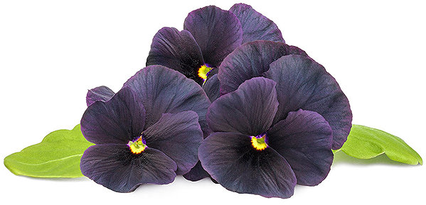 Click and Grow Black Pansy Seedlings .