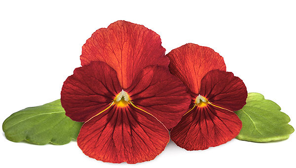 Seedlings Click and Grow Pansy Red .