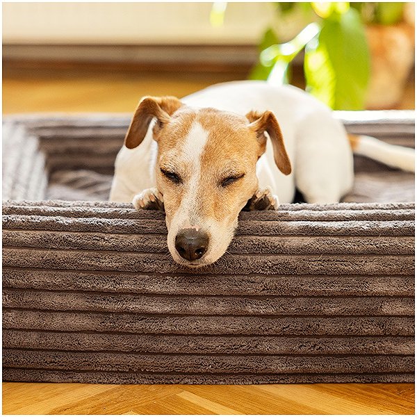 Pelech EXPLORER DOG Pelech ortopedický Cloud S 80 × 60 Vanilla Beige ...