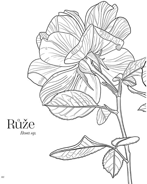 Colouring Books Colouring Book by Pavlína Kourková.