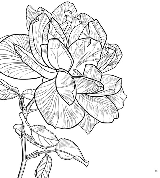 Colouring Books Colouring Book by Pavlína Kourková.