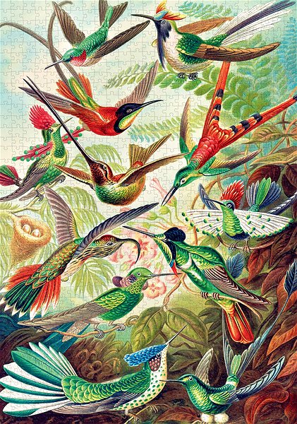 Puzzle Imagination – Ernst Haeckel – Hummingbirds – Puzzle ...
