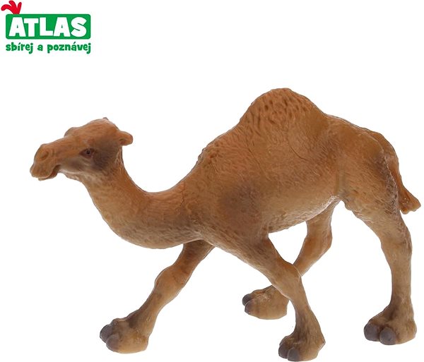Figure Atlas Camel Dromedary Screen