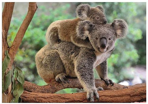 Puzzle Koala kölyökkel 300 XL puzzle ...