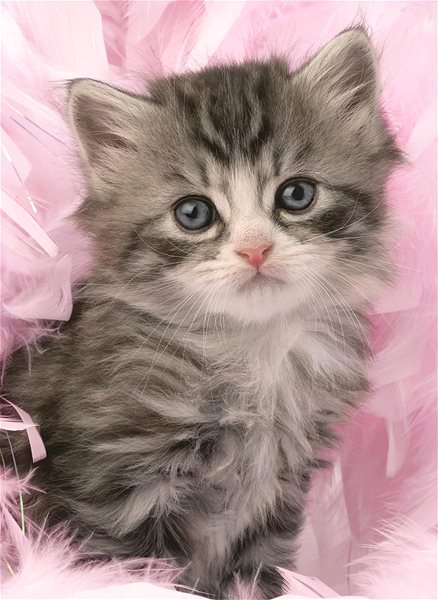 Ravensburger 120000778 Cute Kitten puzzle.