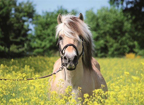 Ravensburger 120002109 Palomino Horse puzzle.