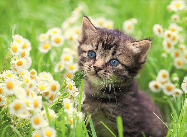 Ravensburger 120003670 Kitten in a Meadow puzzle .