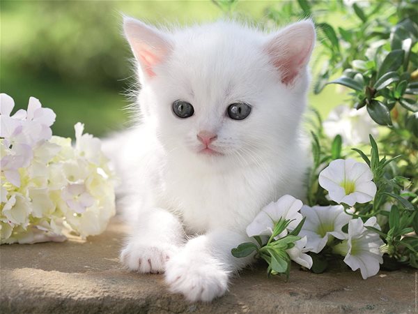 Ravensburger 120007067 White Kitten puzzle.