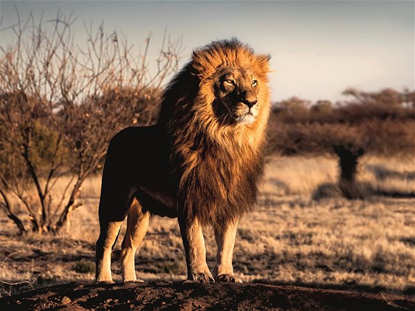 Ravensburger 120007333 Lion puzzle .