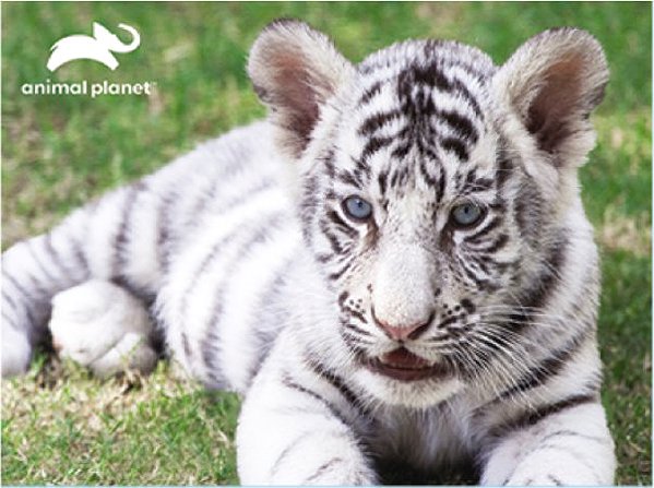 PRIME 3D Puzzle Animal planet White tiger 3D 63 pieces.