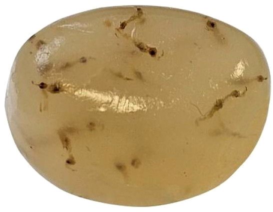 Krmivo pre akváriové ryby Dohnse gél-o-Drops s larvami bielych komárov 12 × 2 g ...