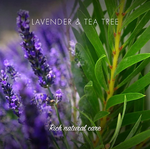 Solid Soap Friendly Soap Natural soap for hair lavender and tea tree .
