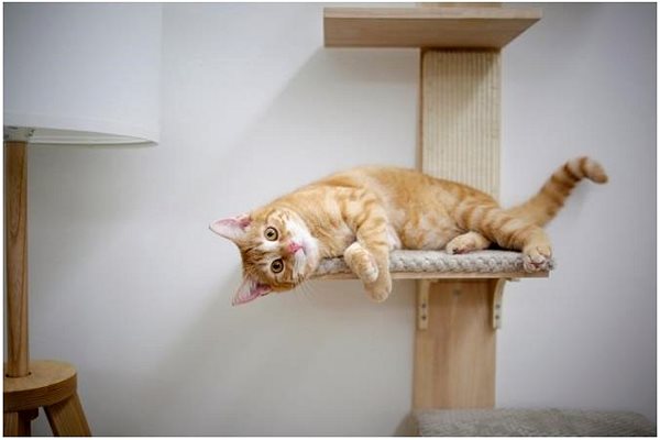 Kerbl Timber cat scratching post 150 cm, natural .
