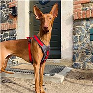 doodlebone x over harness