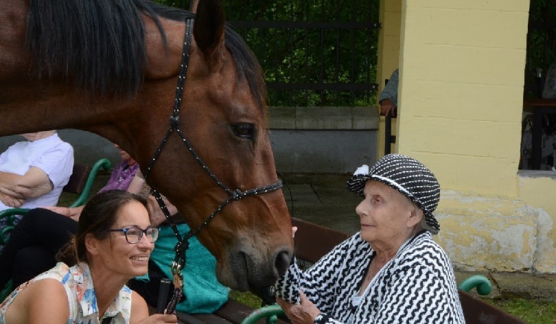 Asistenční jednorožec z.s.