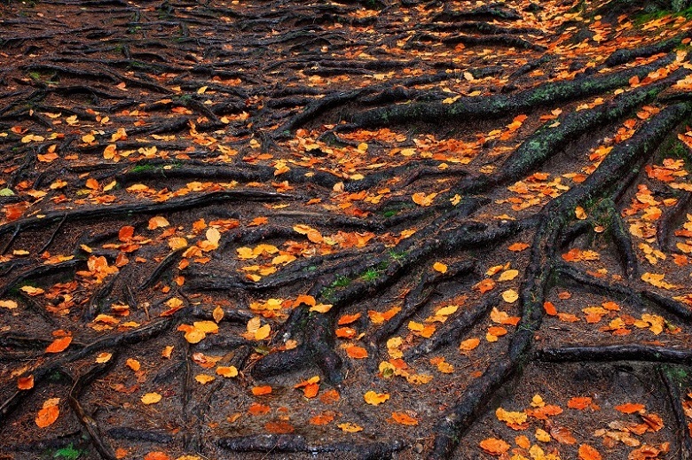 Kořeny stromu, podzimní listí, deštivý les, podzim