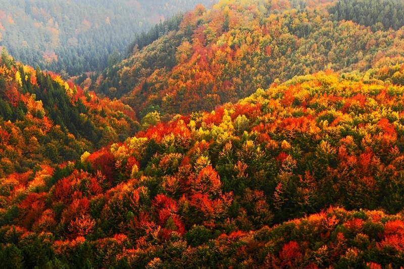 Červený a oranžový podzimní les, stromy v kopcích, žlutá bříza, smrk zelený, Národní park České Švýcarsko, Česká republika
