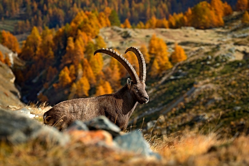 Kozorožec horský, podzimní krajina, Národní park Gran Paradiso, Itálie