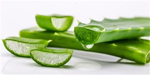 Aloe vera: použití a účinky