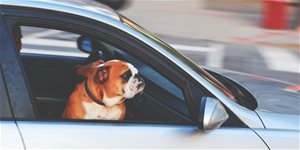 Cestování se psem v autě bezpečně, dle zákona a bez stresu (RADY A TIPY)