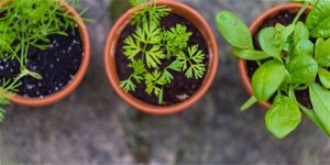 Bylinky na balkón i zahradu – pěstování, využití a účinky