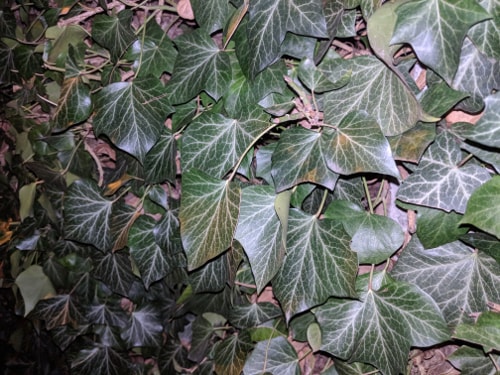 Google Pixel 2, testovací snímek, detail, LED dioda