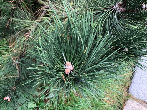 Apple iPhone 8, test shots