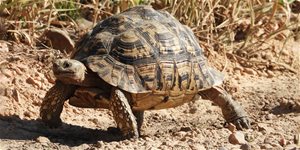 Ako chovať suchozemské korytnačky (NÁVOD)