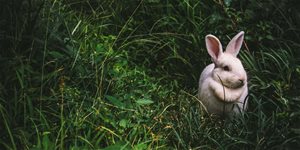 Péče o zakrslého králíka (TIPY a TRIKY)