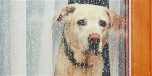 Smrt psa: kdy nechat našeho přítele odejít?