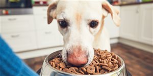 How To Choose a Dog Food
