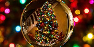 Jak vybrat vánoční stromek