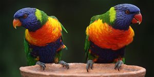 Jména pro papoušky a andulky