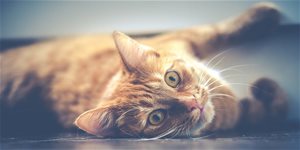 Kočka v bytě (NÁVOD) – jak na spokojené soužití