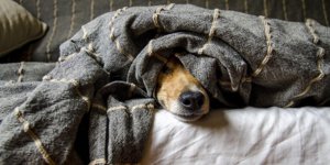 Pasivní kouření ohrožuje domácí mazlíčky